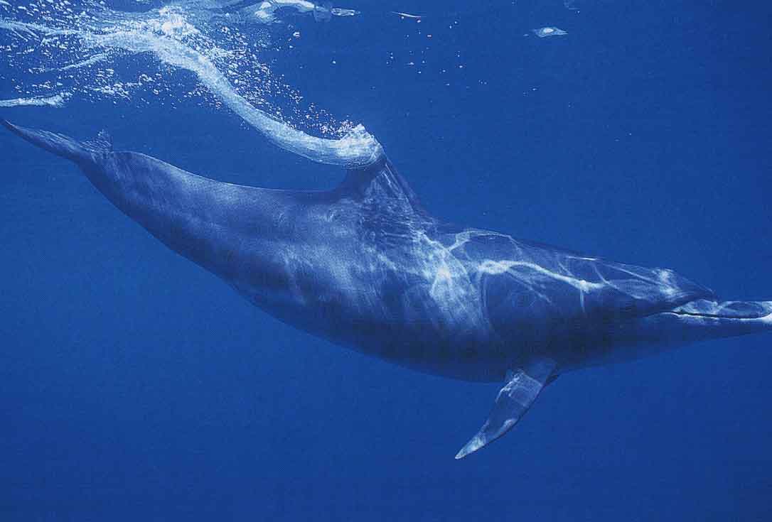 いつまでもイルカ・クジラと出会える地球であるために